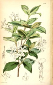 The figure shows a shoot with shiny, ovate leaves and star-like white flowers.  Curtis's Botanical Magazine  t.4737, 1853.