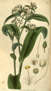 The image shows fleshy stems and leaves with small greenish-white flowers. Curtis's Botanical Magazine t.2935, 1829.