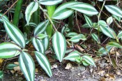 Pictured is a creeper with ovate, fleshy, blue-green leaves striped with silver.  Photograph Colin Mills.