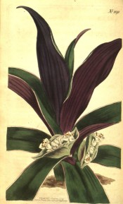 Illustrated are the purple-backed leaves and small white flowers.  Curtis's Botanical Magazine t.1192, 1809.