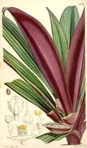 Illustrated are the purple-backed leaves, variegated with paler stripes on the top.  Curtis's Botanical Magazine t.5079,1858.