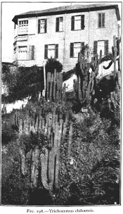 The photograph shows large cacti with cylindrical, branched stems.  The Cactaceae vol.II, Fig 198, 1820.