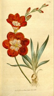 Figured is the whole plant, bulb, fan of leaves and orange flowers with a paler centre. Curtis's Botanical Magazine t.184, 1792.