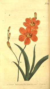 Figured are lance-shaped leaves and bright orange flowers with a darker basal spot.  Curtis's Botanical Magazine t.609, 1802.
