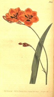 Figured is a lance-shaped leaf and bright orange flowers with a dark basal spot.  Curtis's Botanical Magazine t.622, 1803.