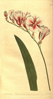 Figured are  alinear leaf and white, pink-flushed widely funnel-shaped flowers.  Curtis's Botanical Magazine t.581, 1802.