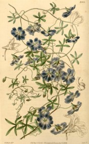 The image shows a creeper with narrowly 5-lobed leaves and blue flowers.  Curtis's Botanical Magazine t.3985, 1842.