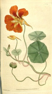 The image shows orange Nasturtium flower, rounded leaf and seed pod.  Curtis's Botanical Magazine t.23, 1787.
