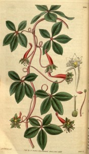The image shows a creeper with 5-lobed leaves and red flowers with green lips.  Curtis's Botanical Magazine t.13190, 1832.
