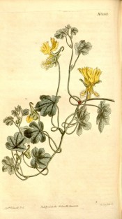 The image shows a creeper with 5-lobed leaves and bright yellow flowers.  Curtis's Botanical Magazine t.1351, 1811.