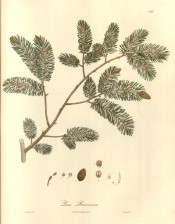 Figured is a conifer with green, silvery leaves and ovoid cones.  Wallich pl.247, 1832.