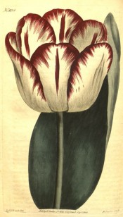 illustrated is a single white tulip with maroon flaming on a white ground.  Curtis's Botanical Magazine t.1135, 1808.