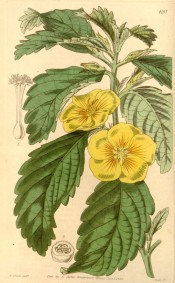 Shown are the serrated and crinkled lance-shaped leaves and bright yellow flowers.  Curtis's Botanical Magazine t.413, 1845.