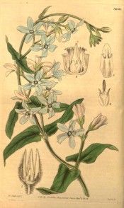 Figured is a climber with downy leaves and sky-blue starry flowers.  Curtis's Botanical Magazine t.3630, 1838.