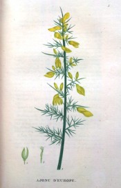 Figured are the spiny, prickly leaves and bright yellow pea-like flowers.  Saint-Hilaire Tr. pl.5, 1825.