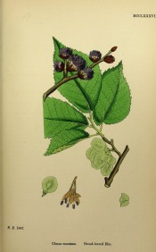 Figured are broad, ovate, toothed leaves, male and female flowers and winged fruits.   English Botany pl.MCCLXXXVI, 1863-86.