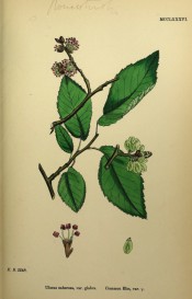Figured are broad, ovate, toothed leaves, male and female flowers and winged fruits.   English Botany pl.MCCLXXXV, 1863-86.