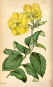 Illustrated are ovate leaves and bright yellow salviform flowers.  Curtis's Botanical Magazine t.4702, 1853.