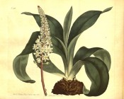 Figured are the bulb with basal leaves and dense raceme of white starry flowers.  Curtis's Botanical Magazine t.918, 1806.