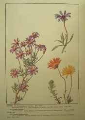 Figured are three African daisies, the flowers orange, mauve of blue.  Rice pl.LXXVIII.