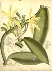 Figured are fleshy stem and leaves and raceme of yellow flowers.  Curtis's Botanical Magazine t.7167, 1891.