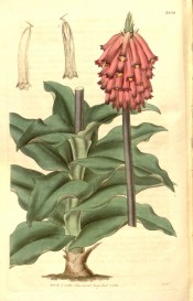 Figured is the stout stem, leaves and terminal raceme of pendant, tubular pink flowers. Curtis's Botanical Magazine t.3456, 1835