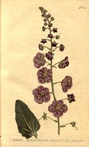 Figured is an oblong basal leaf and spike of purple, saucer-shaped flowers.  Curtis's Botanical Magazine t.885, 1806.