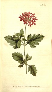 Illustrated are deeply toothed leaves and an umbel of rosy pink flowers.  Curtis's Botanical Magazine  t.308, 1795.