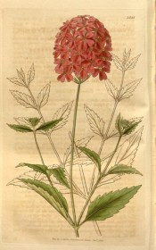Illustrated are deeply toothed leaves and an elongated umbel of rosy pink flowers.  Curtis's Botanical Magazine  t.3541, 1836.