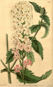 Illustrated are deeply toothed leaves and an elongated umbel of pale pink flowers.  Curtis's Botanical Magazine  t.3694, 1838.