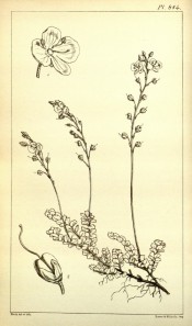 The line drawing shows a dwarf plant with small leaves and upright flower spikes.  Hooker's Icones Plantarum v.9 t.814, 1851.