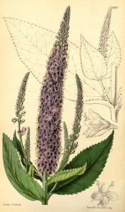 Figured are ovate-lanceolate toothed leaves and spike of amethyst blue flowers.  Curtis's Botanical Magazine t.6407, 1879.