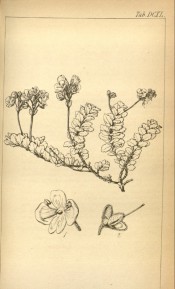 The line drawing shows a dwarf plant with small leaves and upright flower spikes.  Hooker's Icones Plantarum v.7 t.640, 1844.