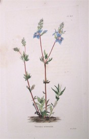 Figured is a spindly plant with terminal spikes of blue flowers. Loddiges Botanical Cabinet no.419, 1820.