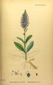 Figured are lance-shaped, toothed leaves and pyramidal raceme of purple-blue flowers.  English Botany pl.DCCCCLXXXIII/1866.