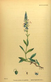 Figured are lance-shaped, toothed leaves and pyramidal raceme of purple-blue flowers.  English Botany pl.DCCCCLXXXII/1863-1886.