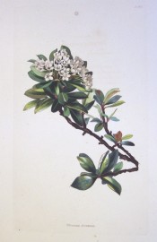 Illustrated are glossy, ovate leaves, nearly entire, and cymes of white flowers.  Loddiges Botanical Cabinet no.1476, 1830.