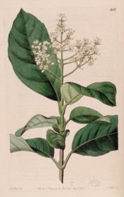 Illustrated are oval, leathery leaves, and large, conicle panicle of white flowers.  Botanical Register f.456, 1820.