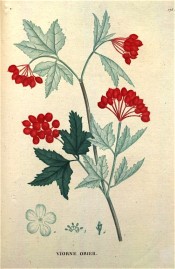 Figured are maple-like leaves and terminal bunches of bright red berries.  Saint-Hilaire Tr. pl.175, 1825.