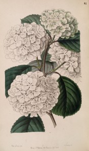 Shown are toothed leaves and dense, spherical, terminal cymes of saucer-shaped white flowers.  Botanical Register f.51, 1847.