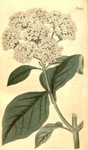 Figured are the oval leaves and flattened corymbs of white flowers.  Curtis's Botanical Magazine t.2082, 1819.