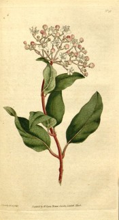 Shown are oblong leaves and flattened terminal cymes of small, salverform white flowers. Curtis's Botanical Magazine t.38, 1788.