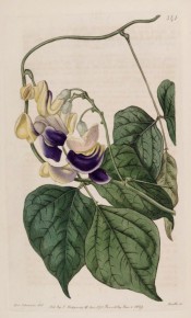 Figured are 3-palmate leaves and axillary raceme of coiled, snail-like, pink and purple flowers. Botanical Register f.341, 1819.