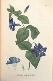 Illustrated are the glossy, lance-shaped leaves and five-petalled, salverform violet flowers.  Saint-Hilaire Tr. pl.124, 1825.