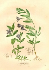 Figured are creeping stems, glossy, lance-shaped leaves and deep blue, salverform flowers.  Saint-Hilaire pl.289, 1830.
