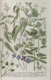 This very old illustration shows a number of wild flowers, mainly different species and forms of violet.