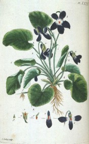 Illustrated is a violet with heart-shaped leaves and deep blue flowers with a white throat.  Aubrey pl.XXIX, 1789.