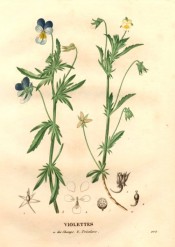 The image depicts 2 viola flowers, blue white and yellow and white and yellow.  Saint-Hilaire pl.202, 1830.