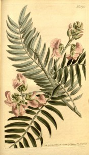 Figured are pinnate leaves with narrow leaflets and pale pink pea-like flowers.  Curtis's Botanical Magazine t.1590, 1813.