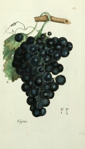 Figured in a shoot with leaf and large bunch of round black grapes. Flora Parisiensis vol.2, pl.126, 1777.